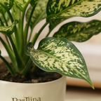 Aglaonema Chinese Evergreen