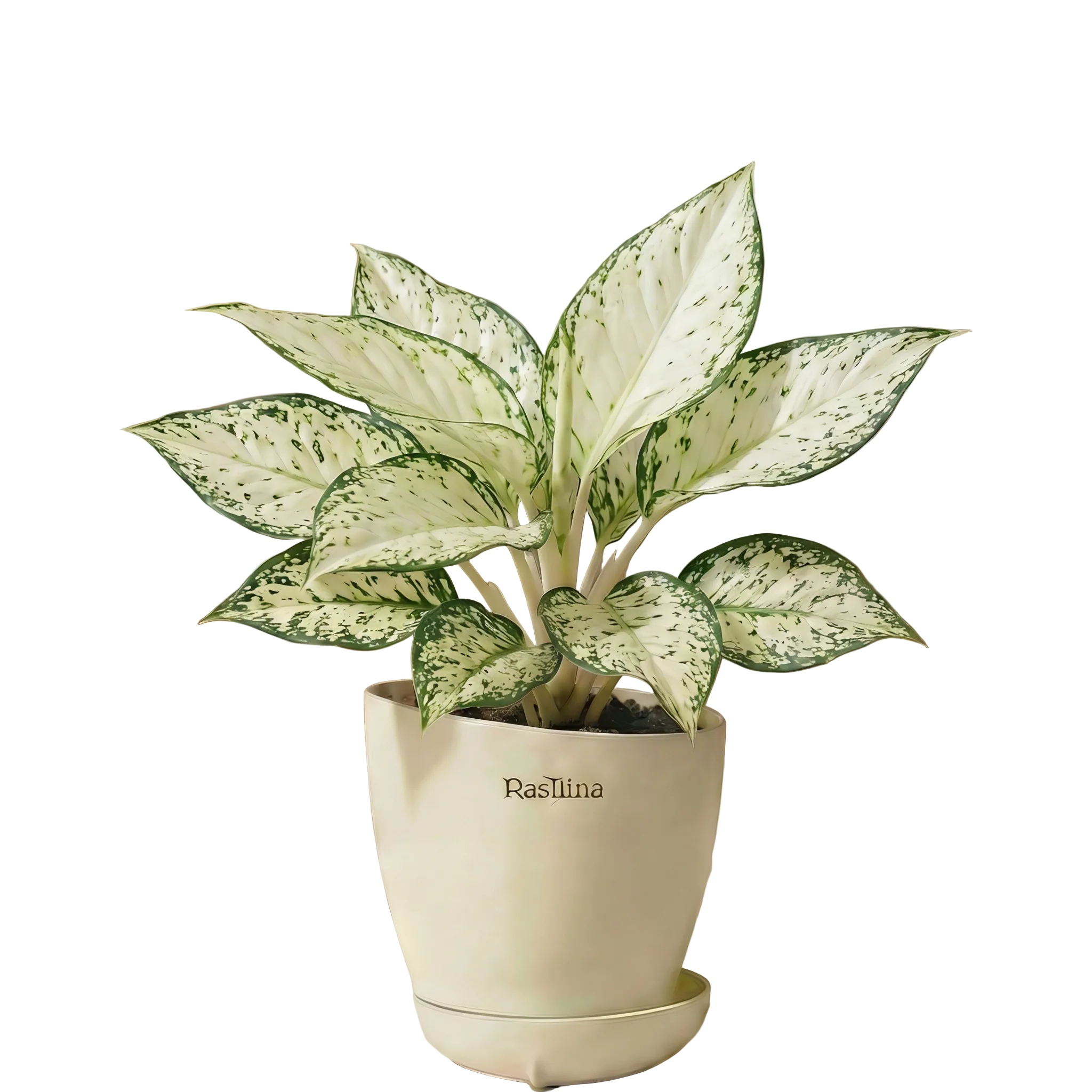 Aglaonema Snow White
