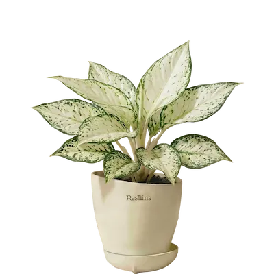 Aglaonema Snow White
