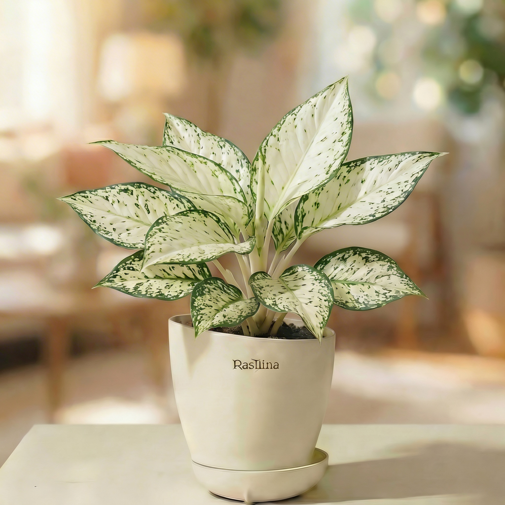 Aglaonema Snow White