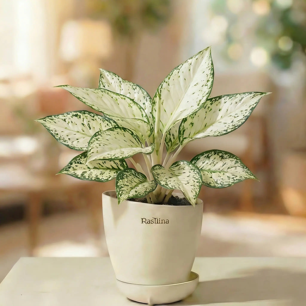 Aglaonema Snow White