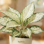 Aglaonema Snow White