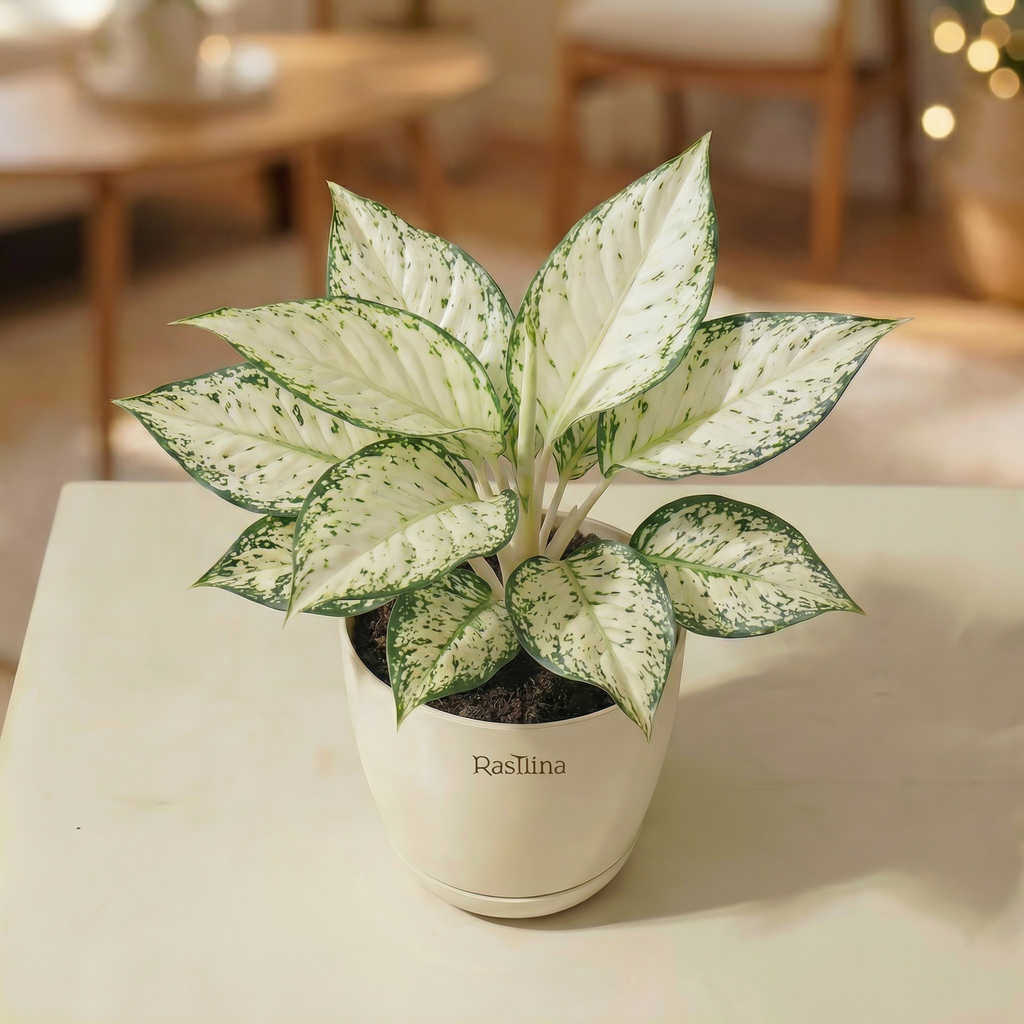 Aglaonema Snow White
