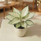 Aglaonema Snow White