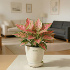 Aglaonema Lady Valentine