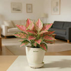 Aglaonema Lady Valentine