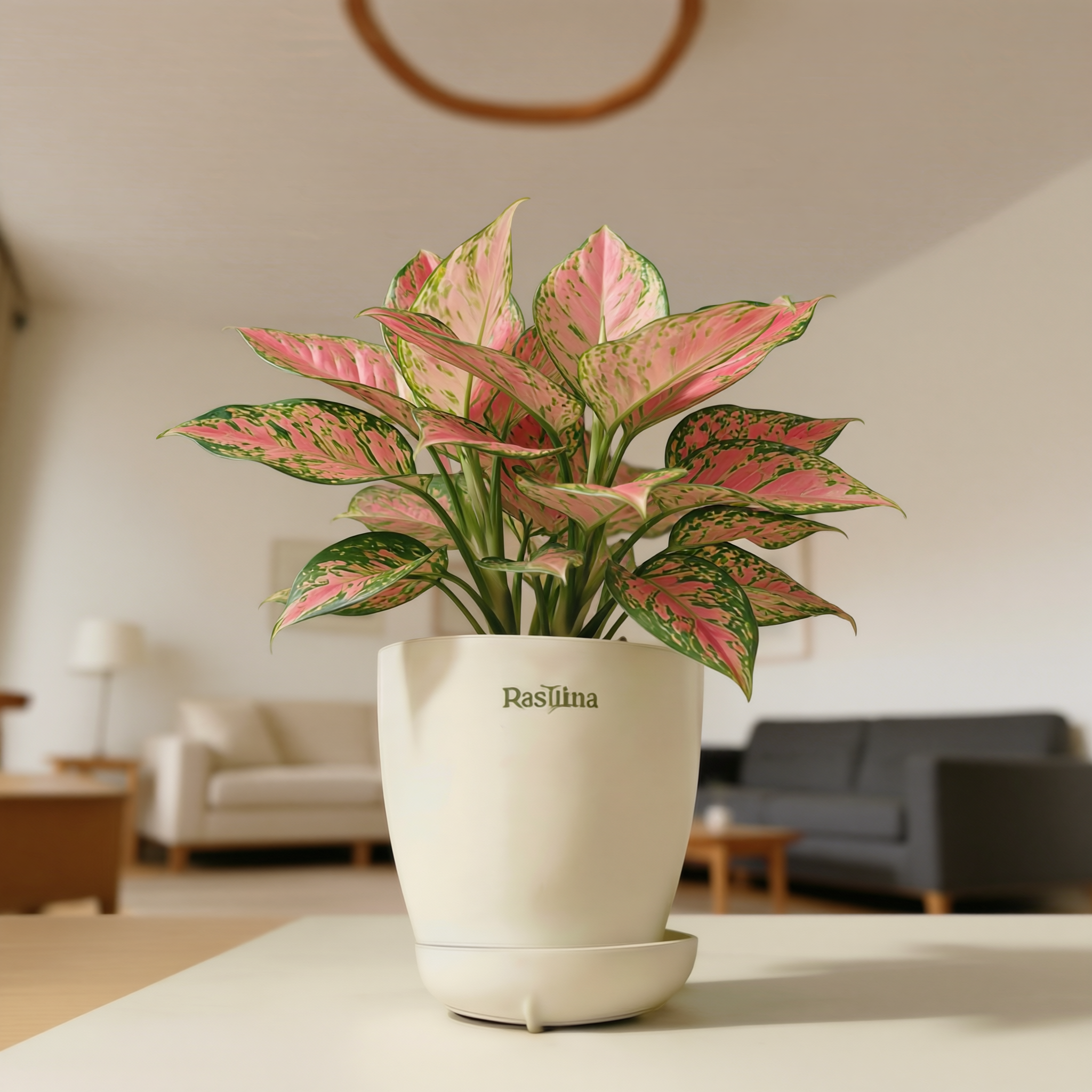 Aglaonema Lady Valentine