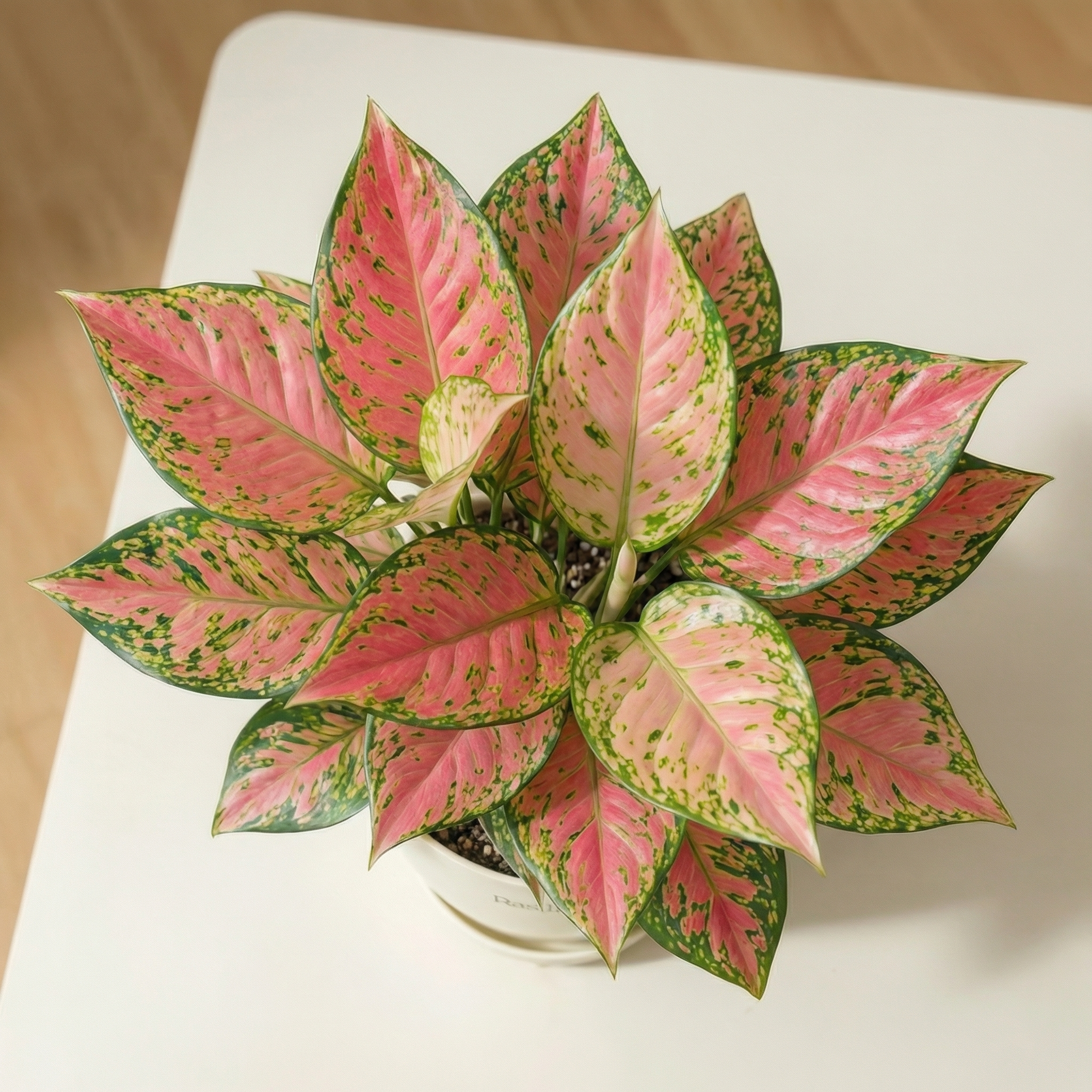 Aglaonema Lady Valentine