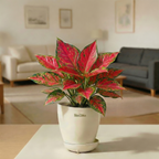 Aglaonema Suksom Jaipong