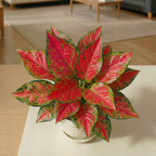 Aglaonema Suksom Jaipong