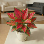 Aglaonema Suksom Jaipong