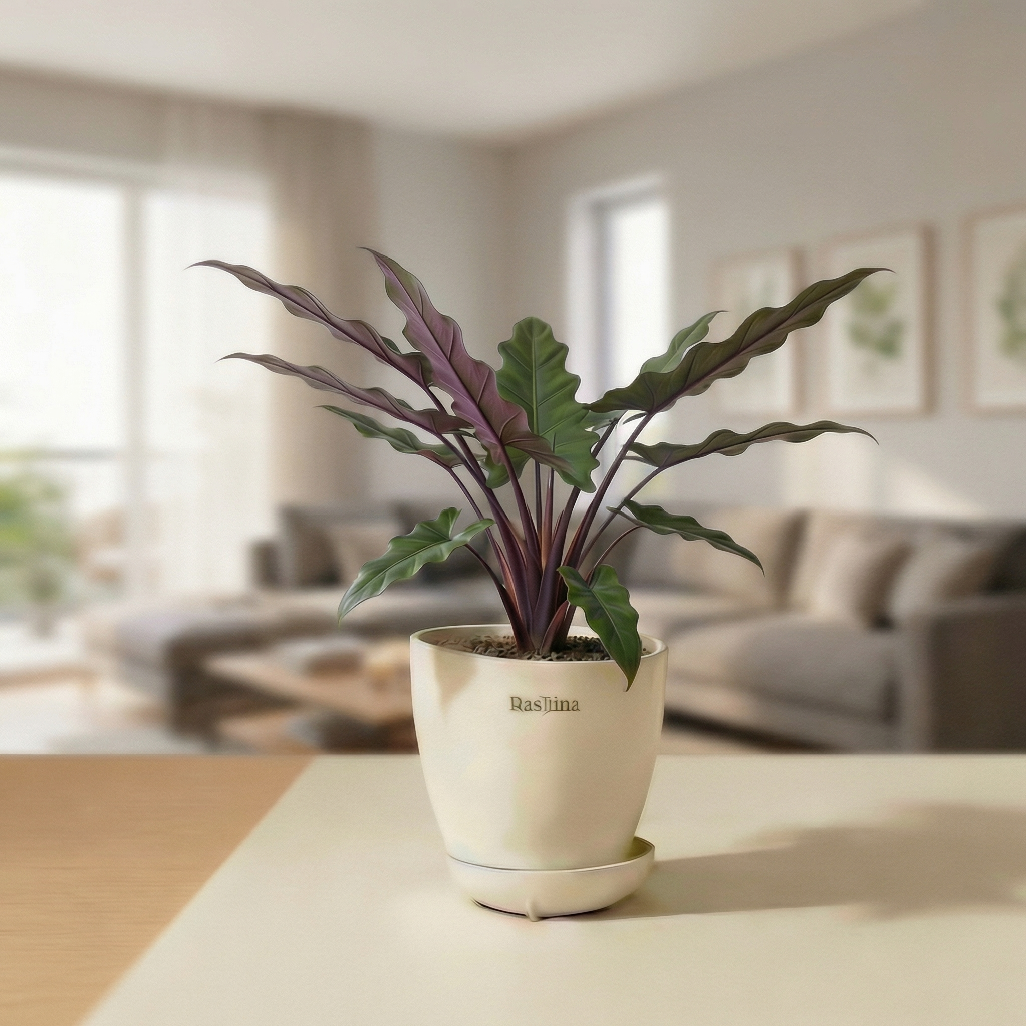 Alocasia Lauterbachiana