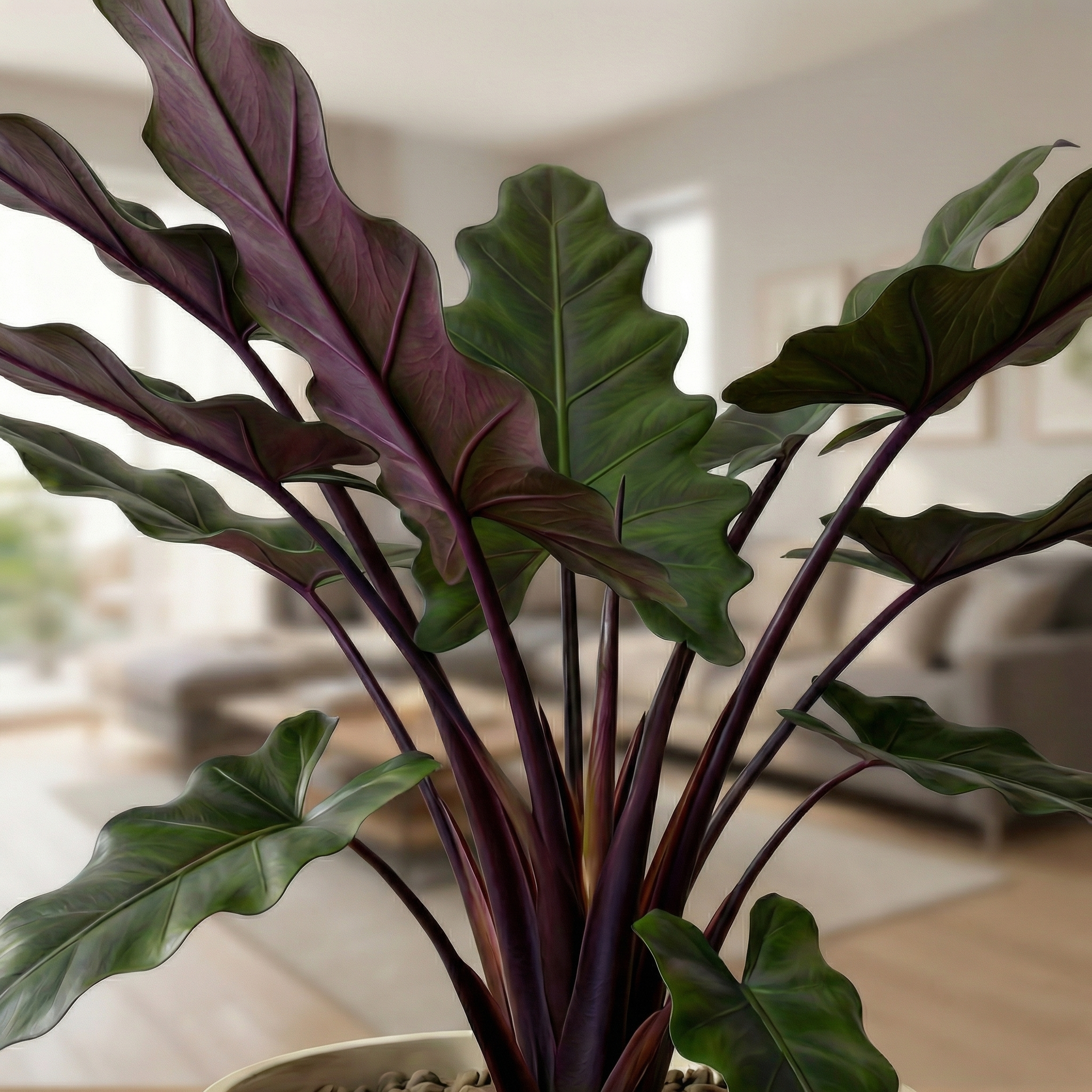 Alocasia Lauterbachiana
