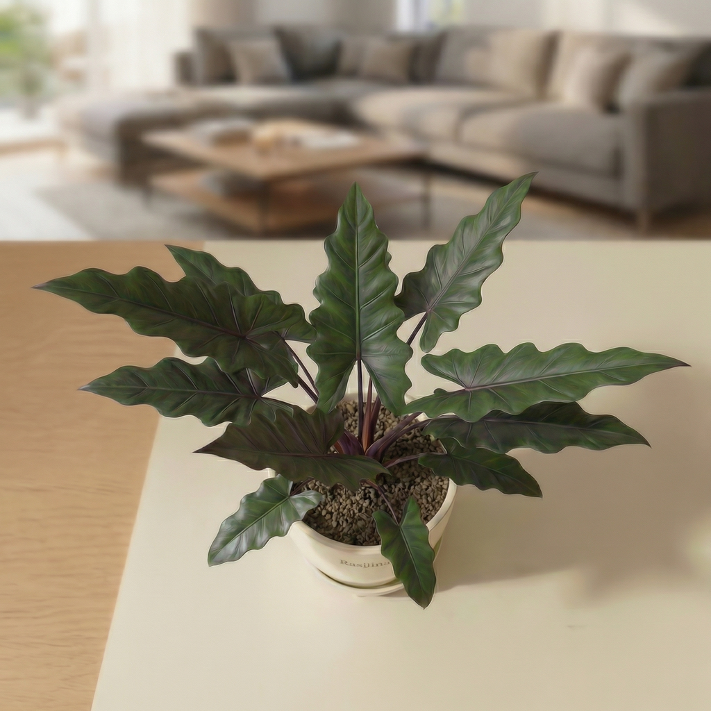 Alocasia Lauterbachiana