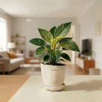 Philodendron Birkin