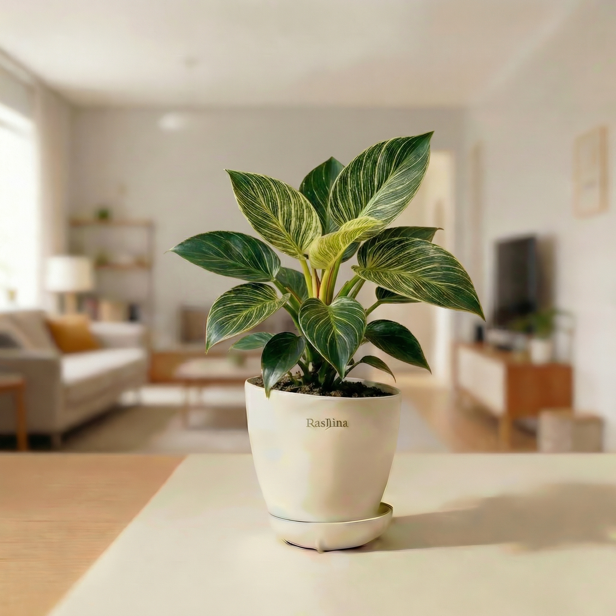 Philodendron Birkin