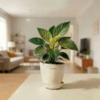 Philodendron Birkin