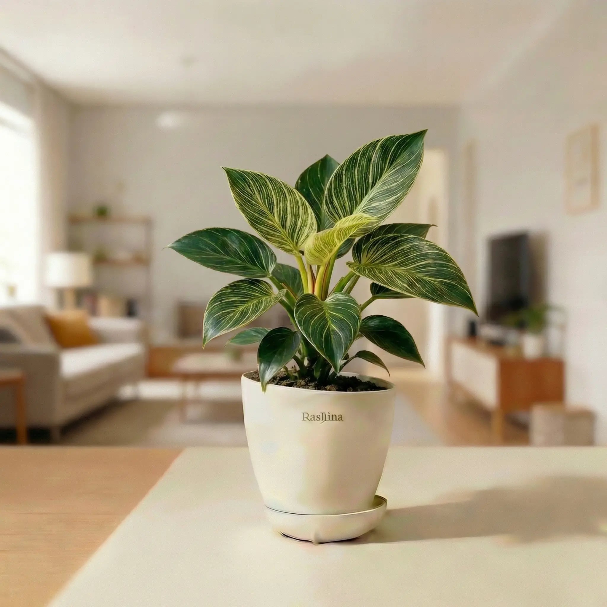 Philodendron Birkin