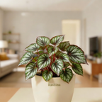 Rex Begonia