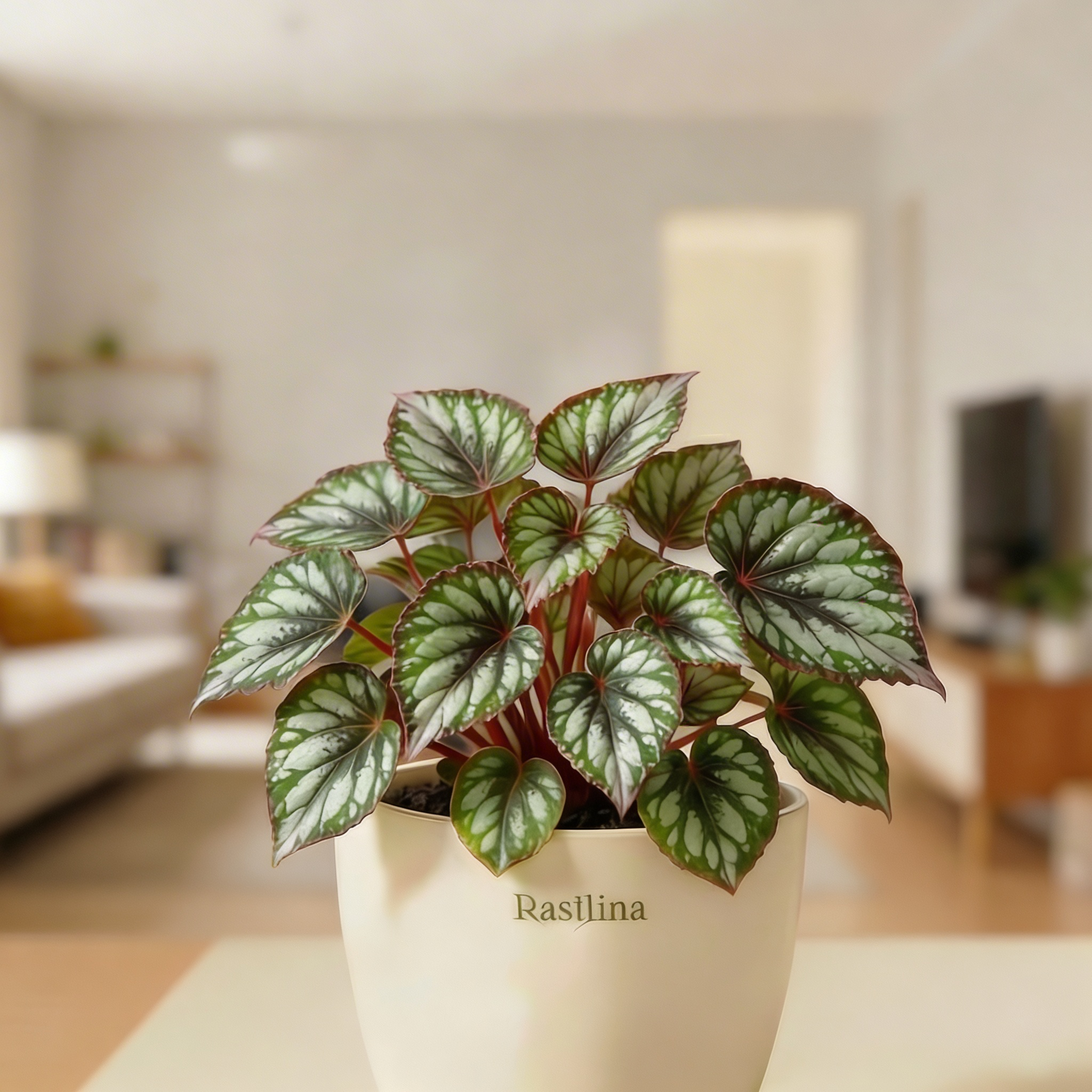 Rex Begonia