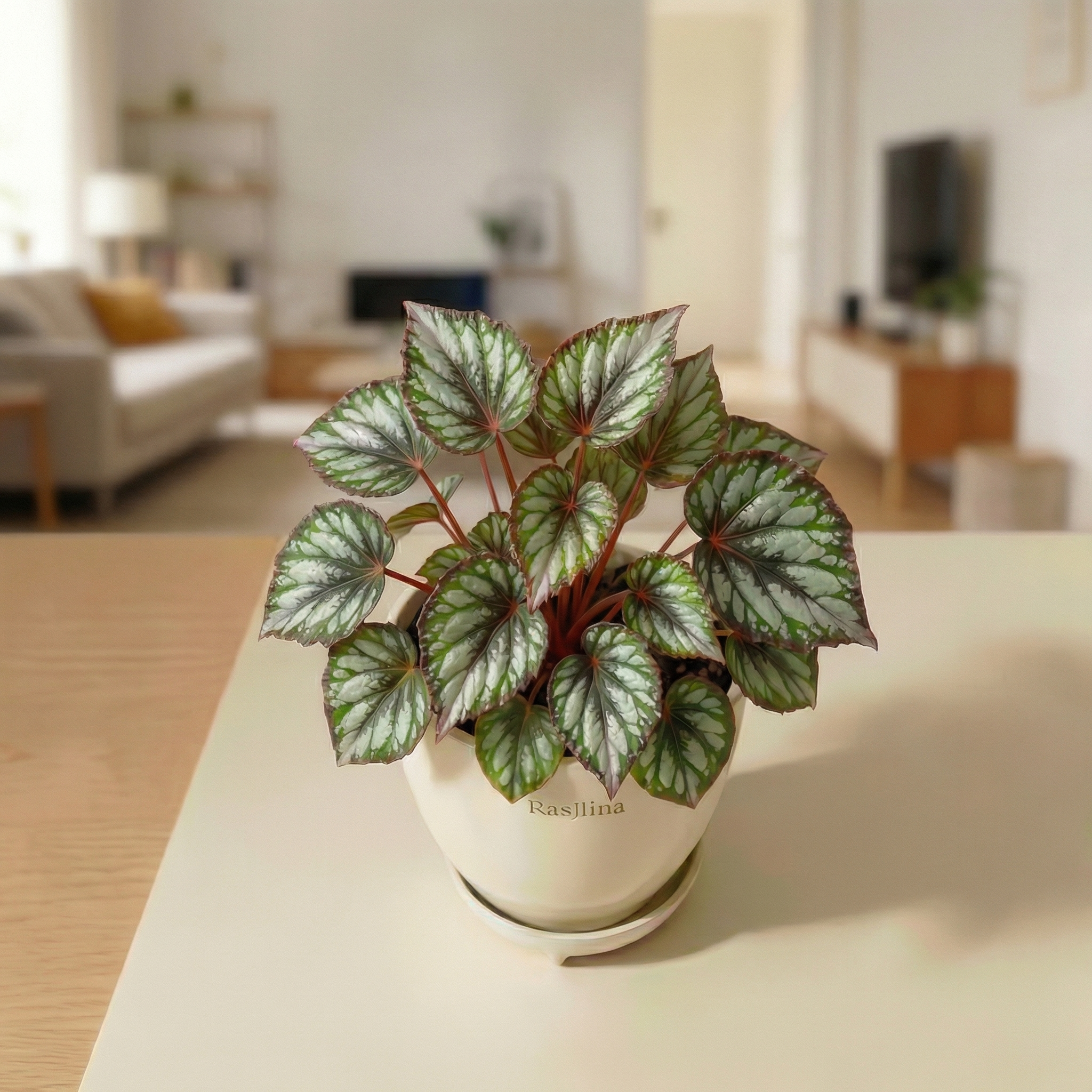 Rex Begonia