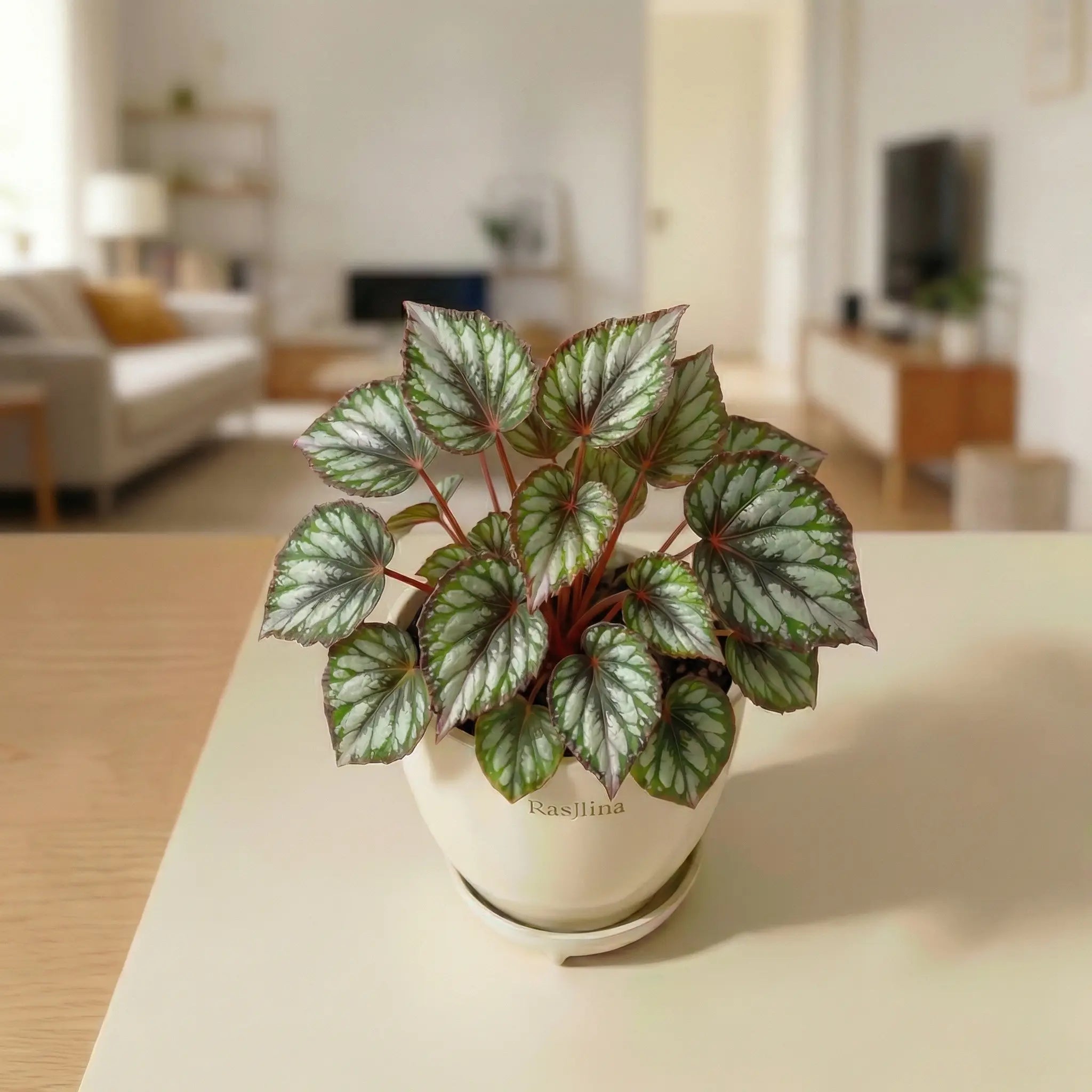 Rex Begonia