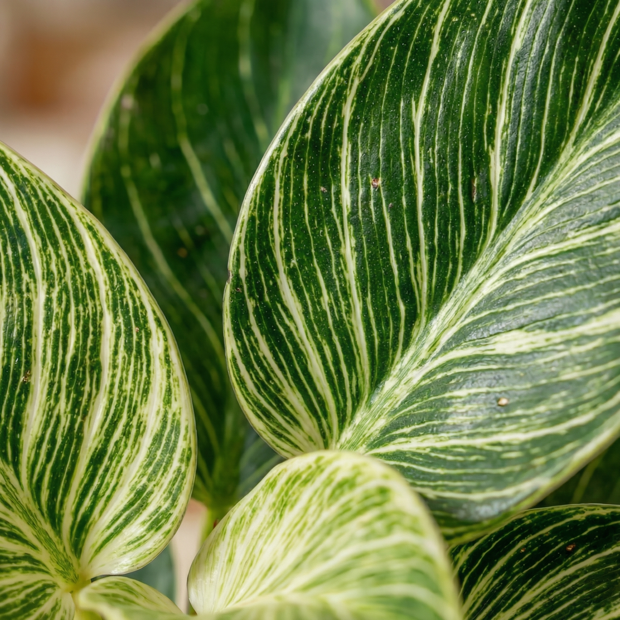 Philodendron Birkin