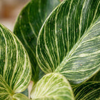 Philodendron Birkin