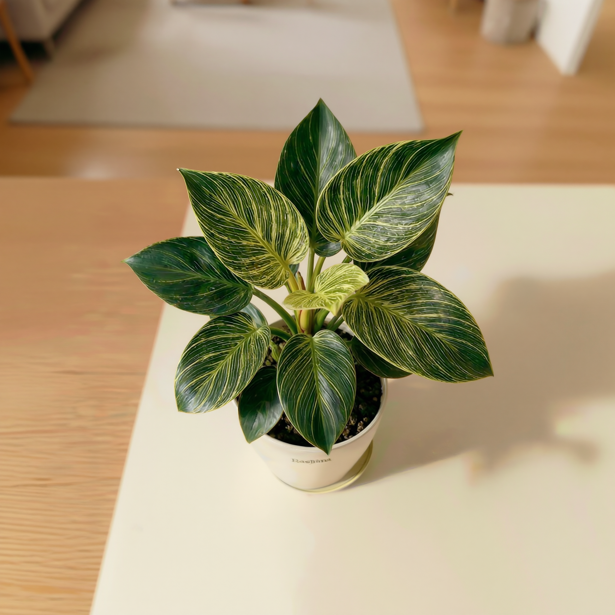 Philodendron Birkin