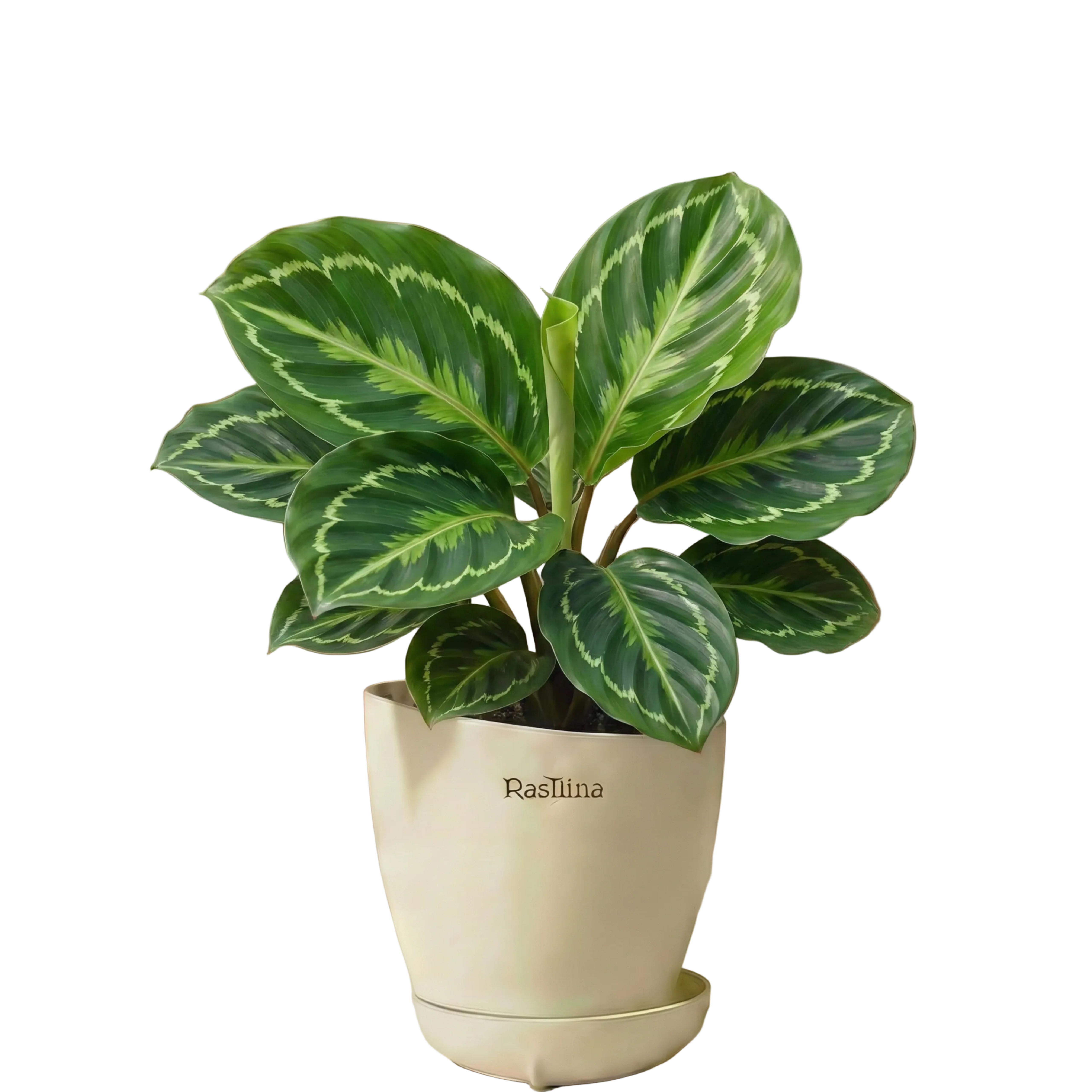 Calathea  Green Lipstick