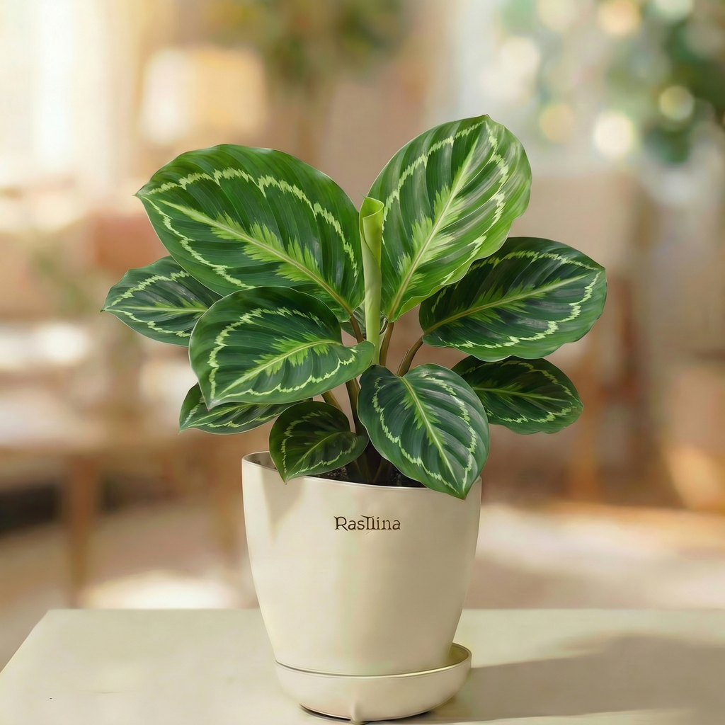 Calathea Roseopicta Green Lipstick