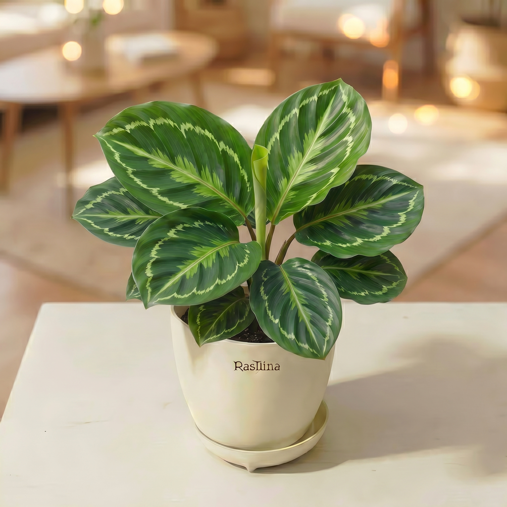 Calathea Roseopicta Green Lipstick