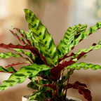 Calathea Lancifolia
