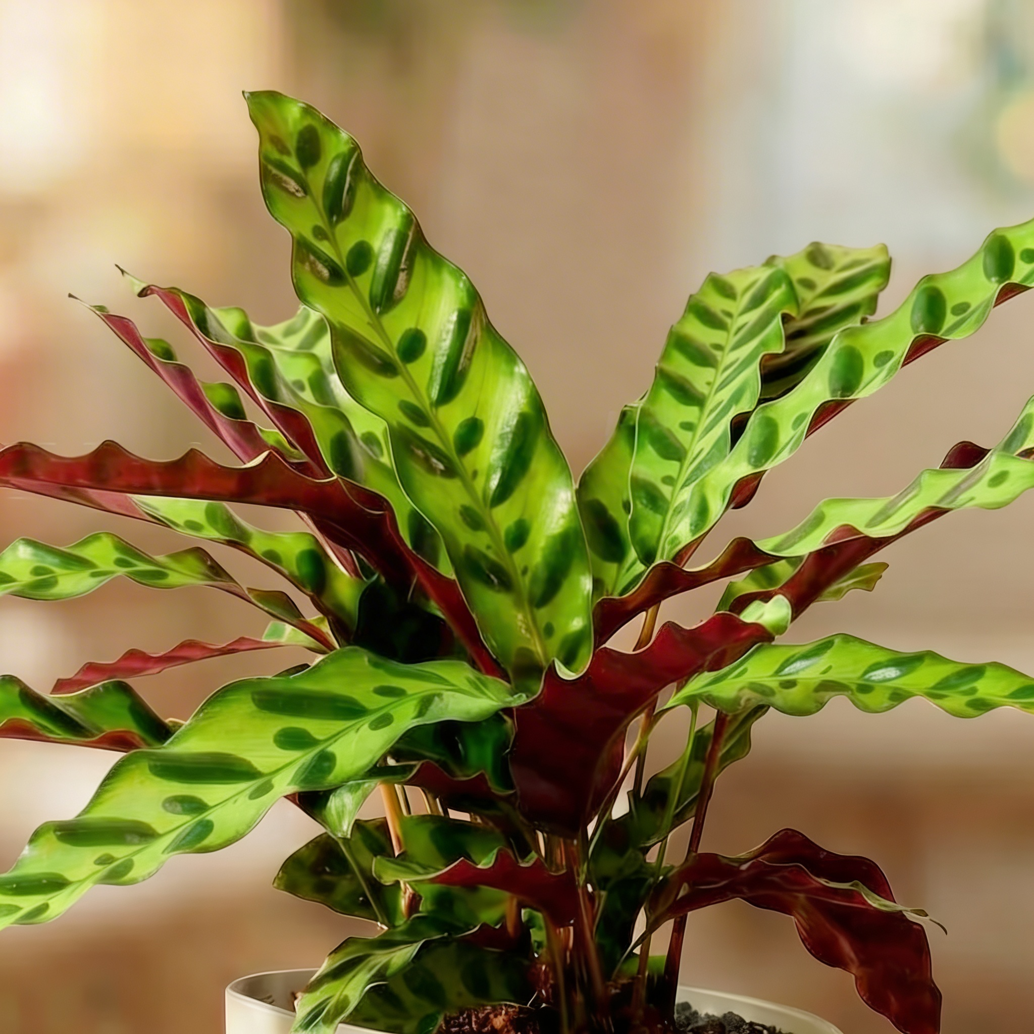 Calathea Lancifolia