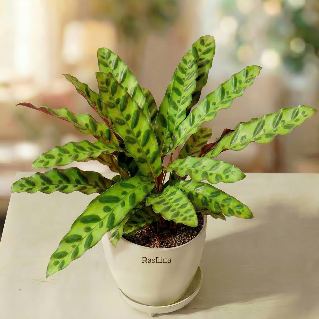 Calathea Lancifolia