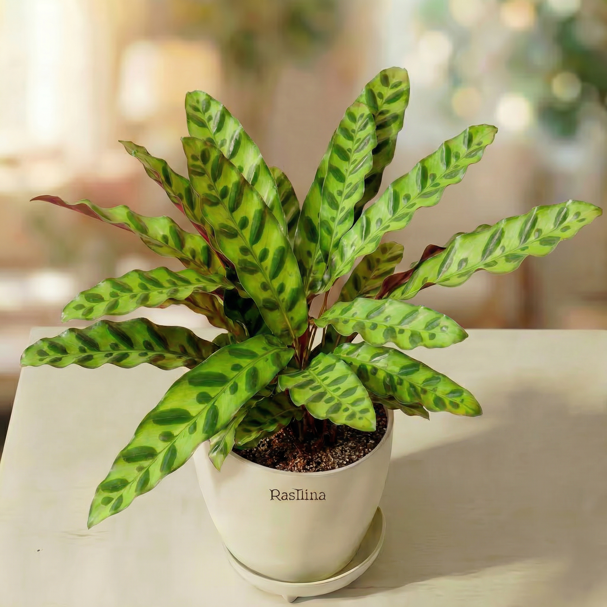 Calathea Lancifolia