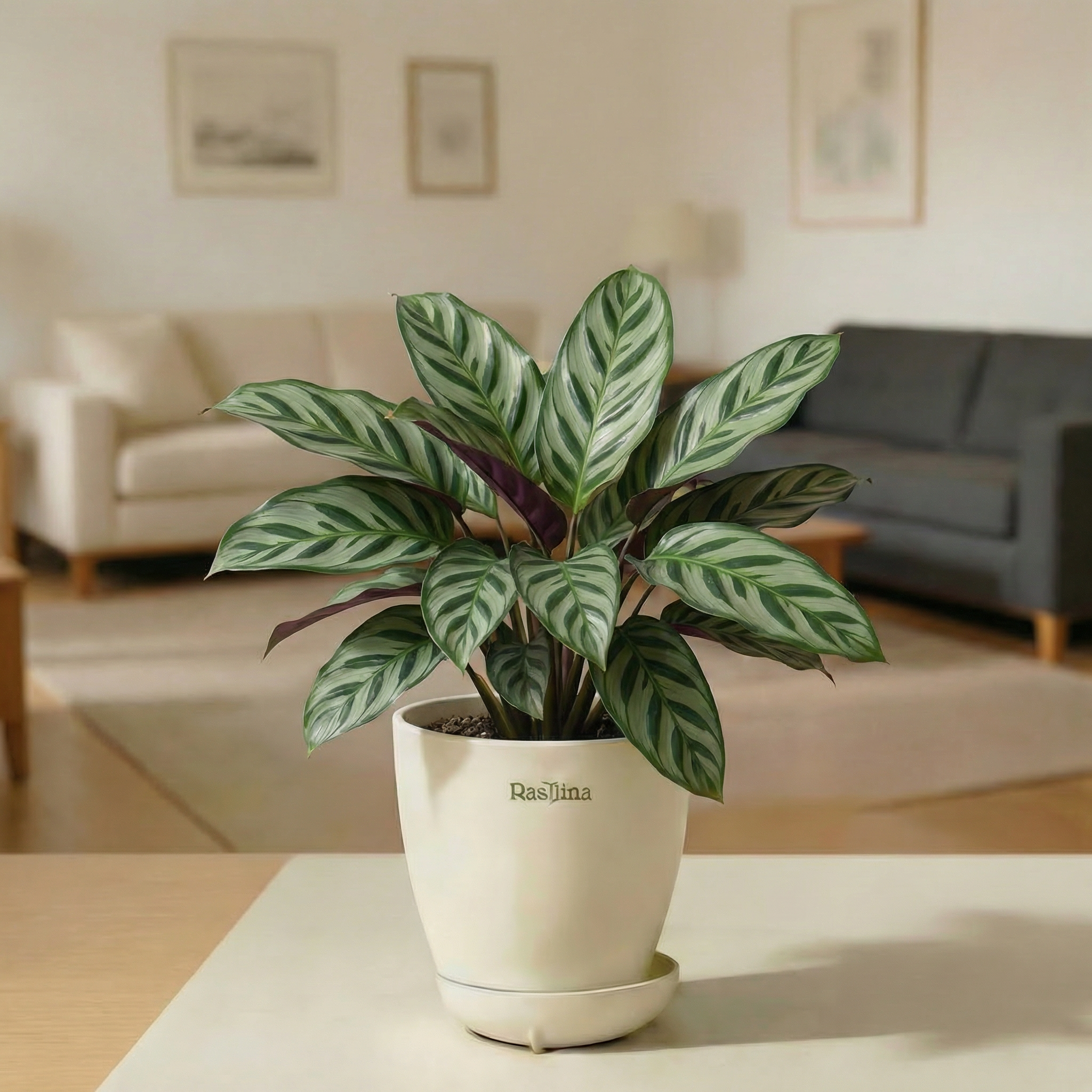 Calathea Louisae