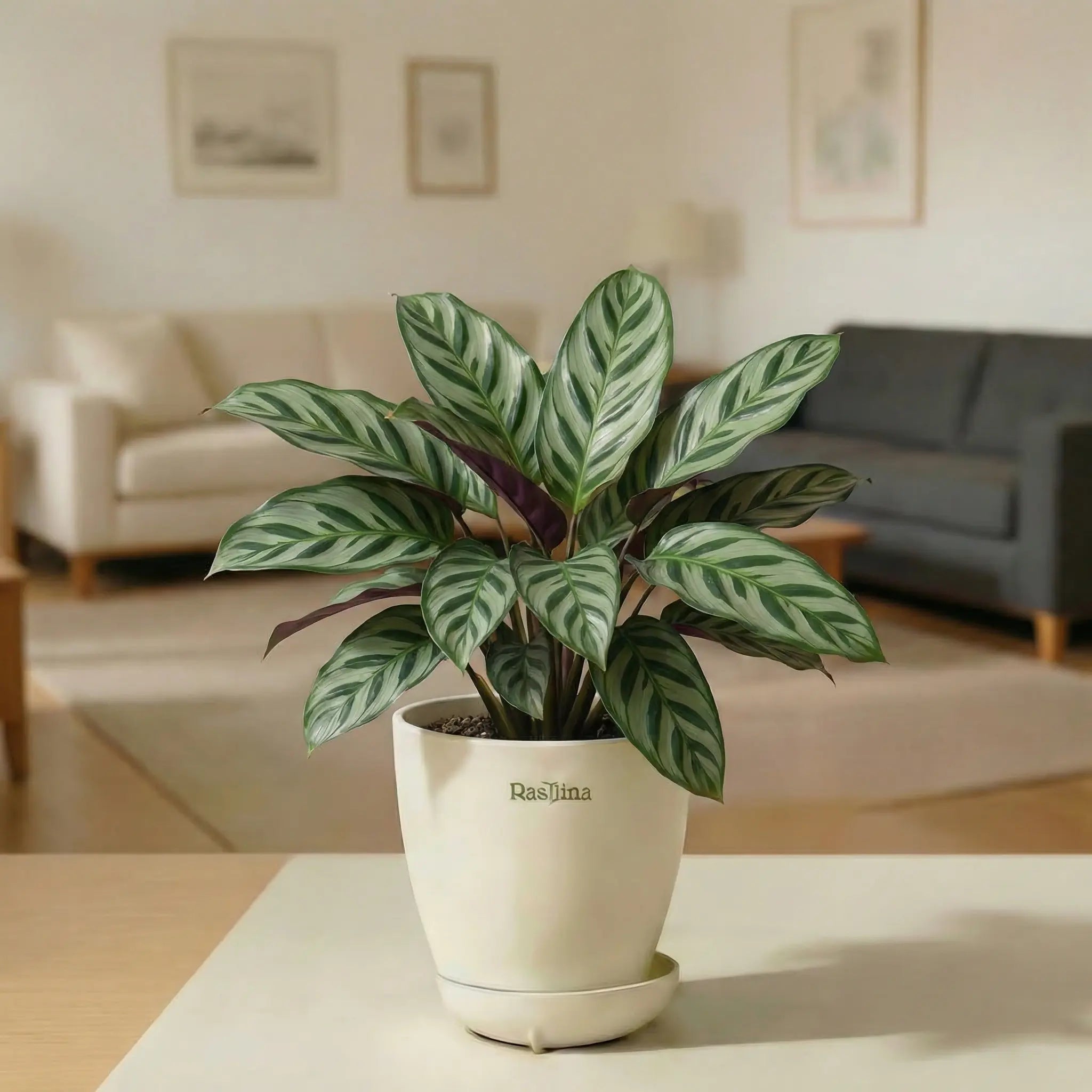 Calathea Louisae