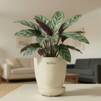 Calathea Louisae