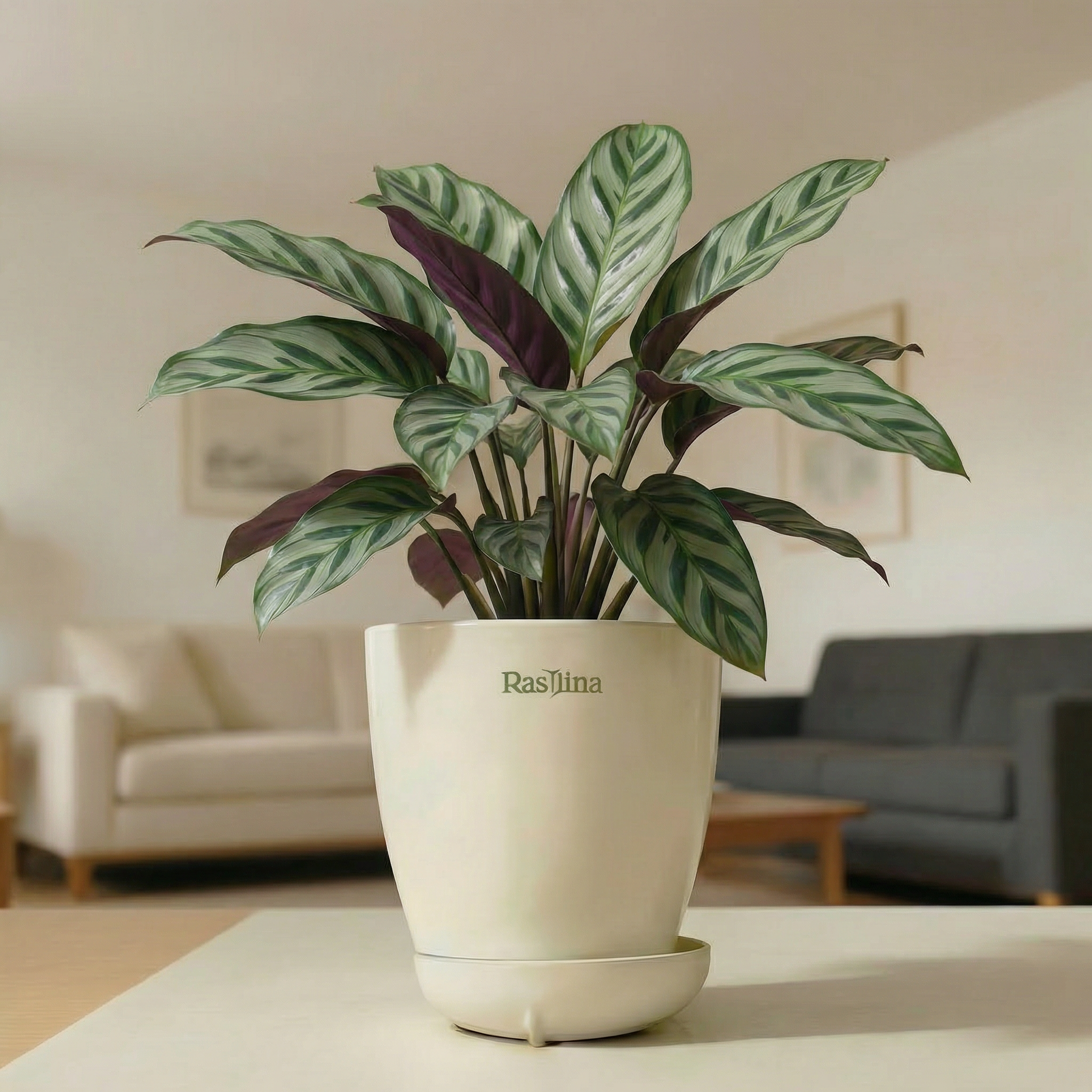 Calathea Louisae