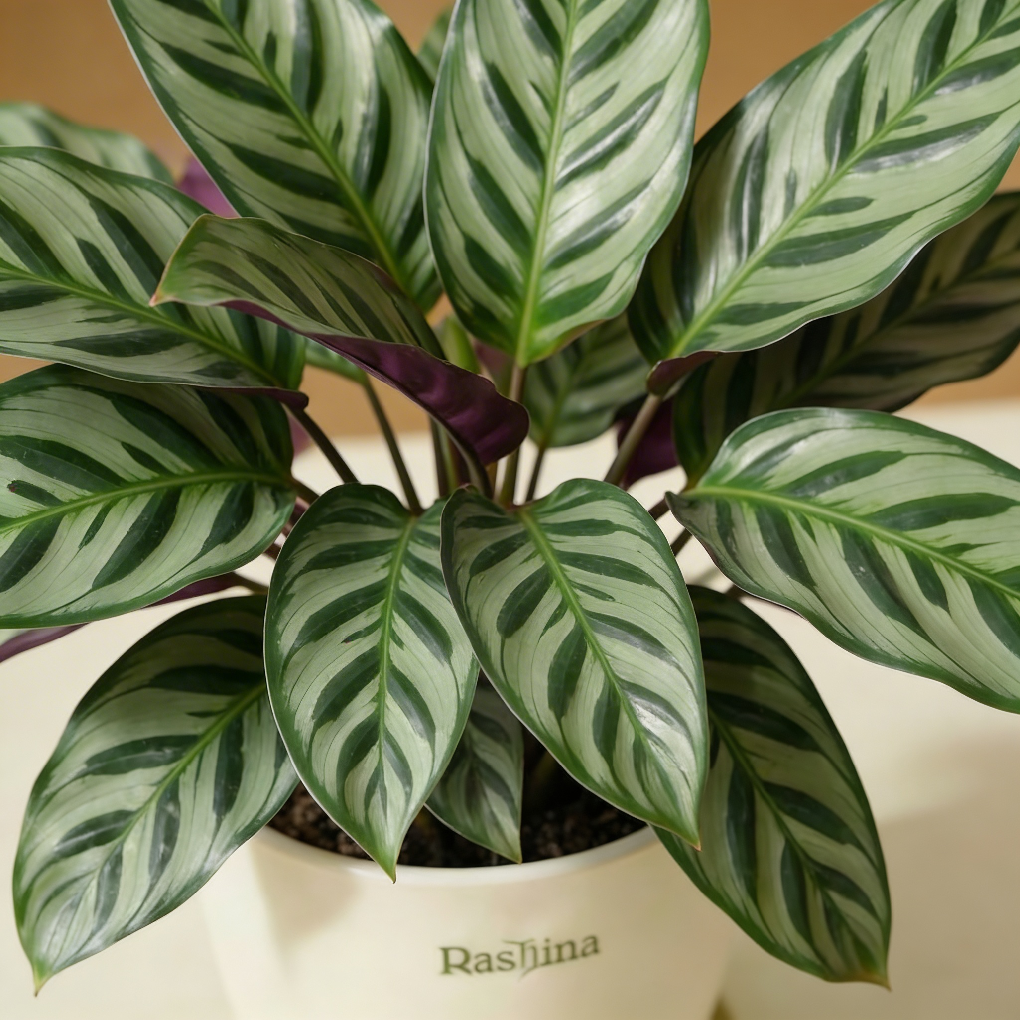 Calathea Louisae
