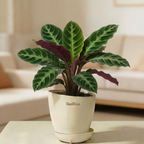 Calathea Warscewiczii