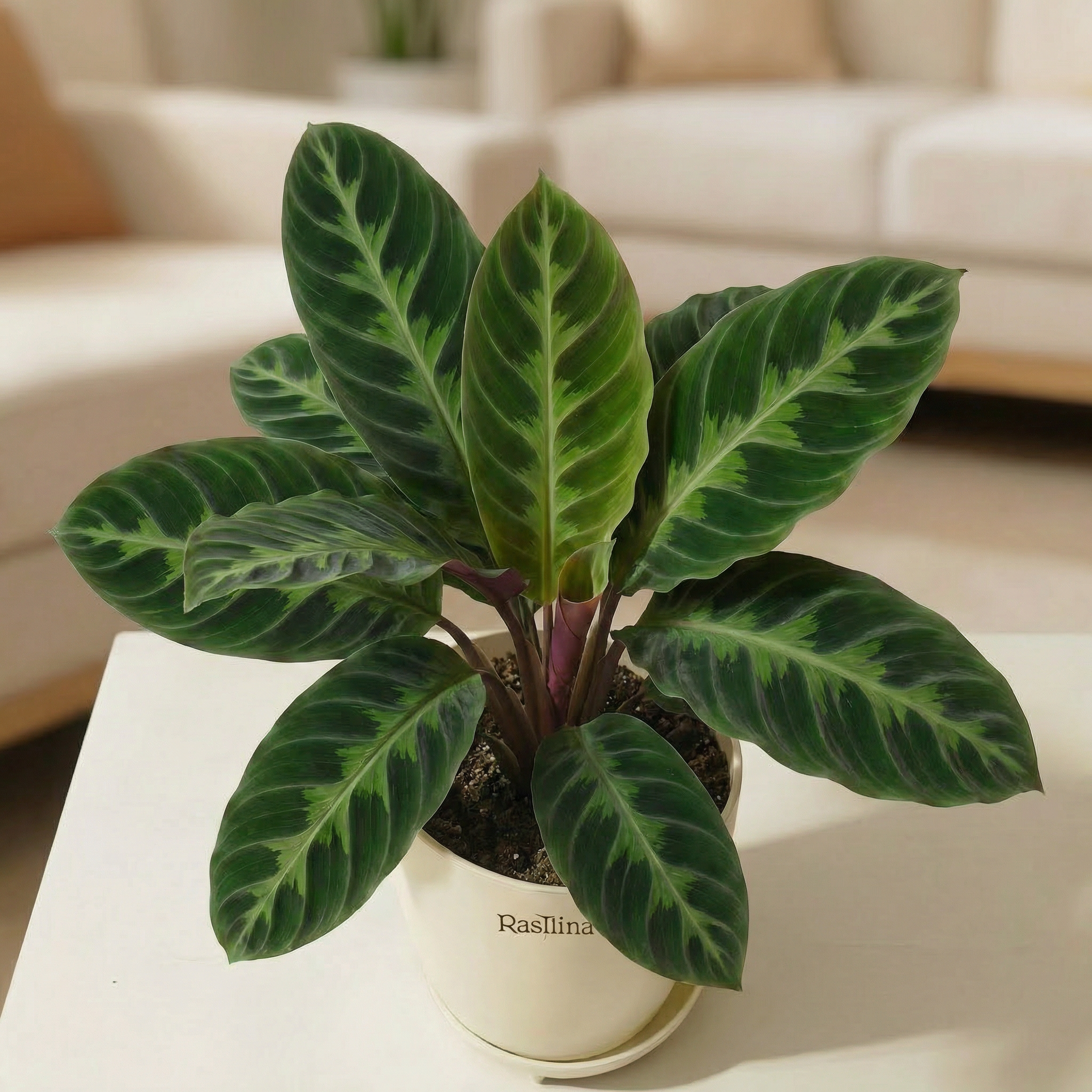 Calathea Warscewiczii
