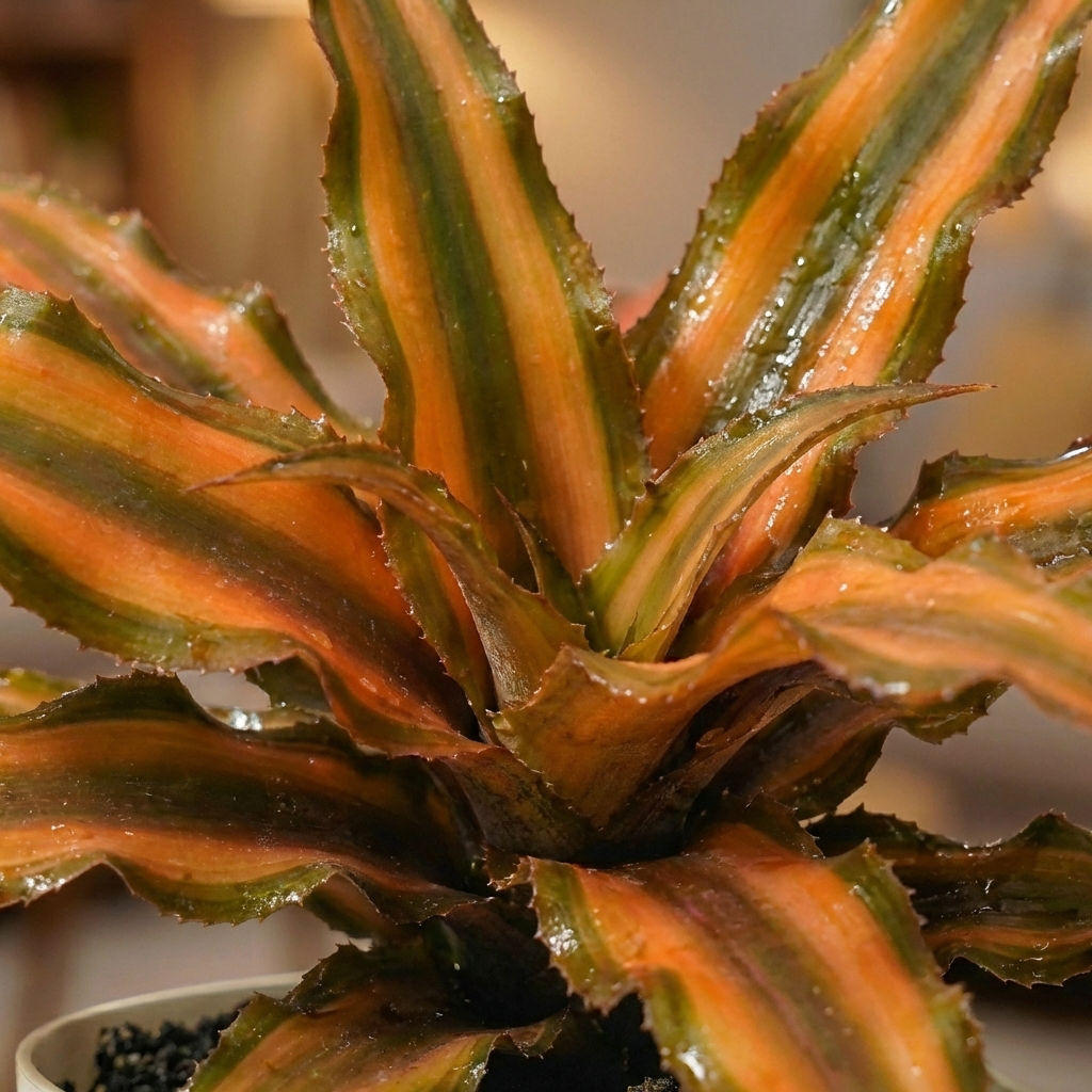 Cryptanthus Bivittatus