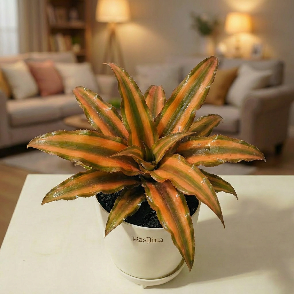 Cryptanthus Bivittatus