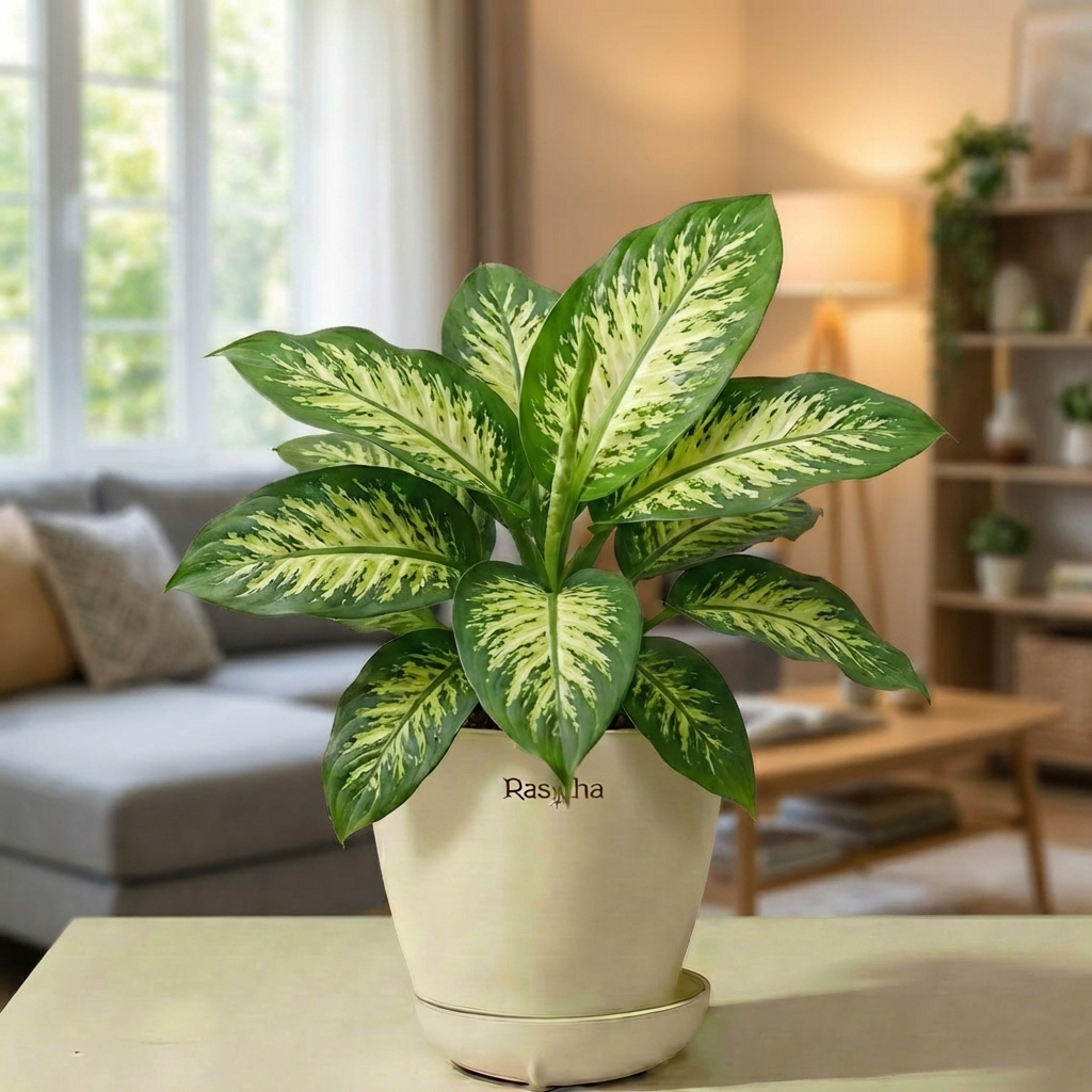 Dieffenbachia Seguine