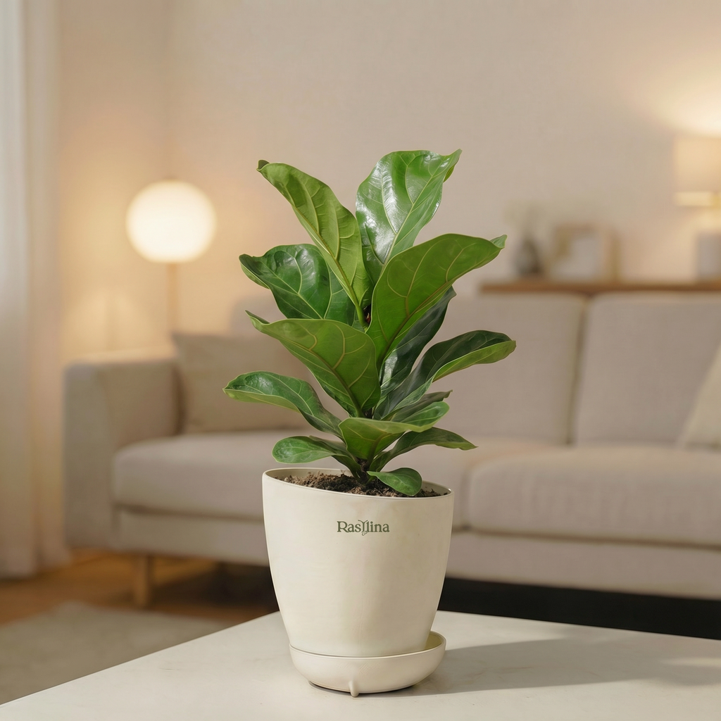 Ficus Lyrata