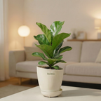 Ficus Lyrata