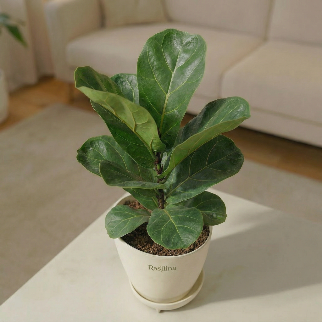 Ficus Lyrata