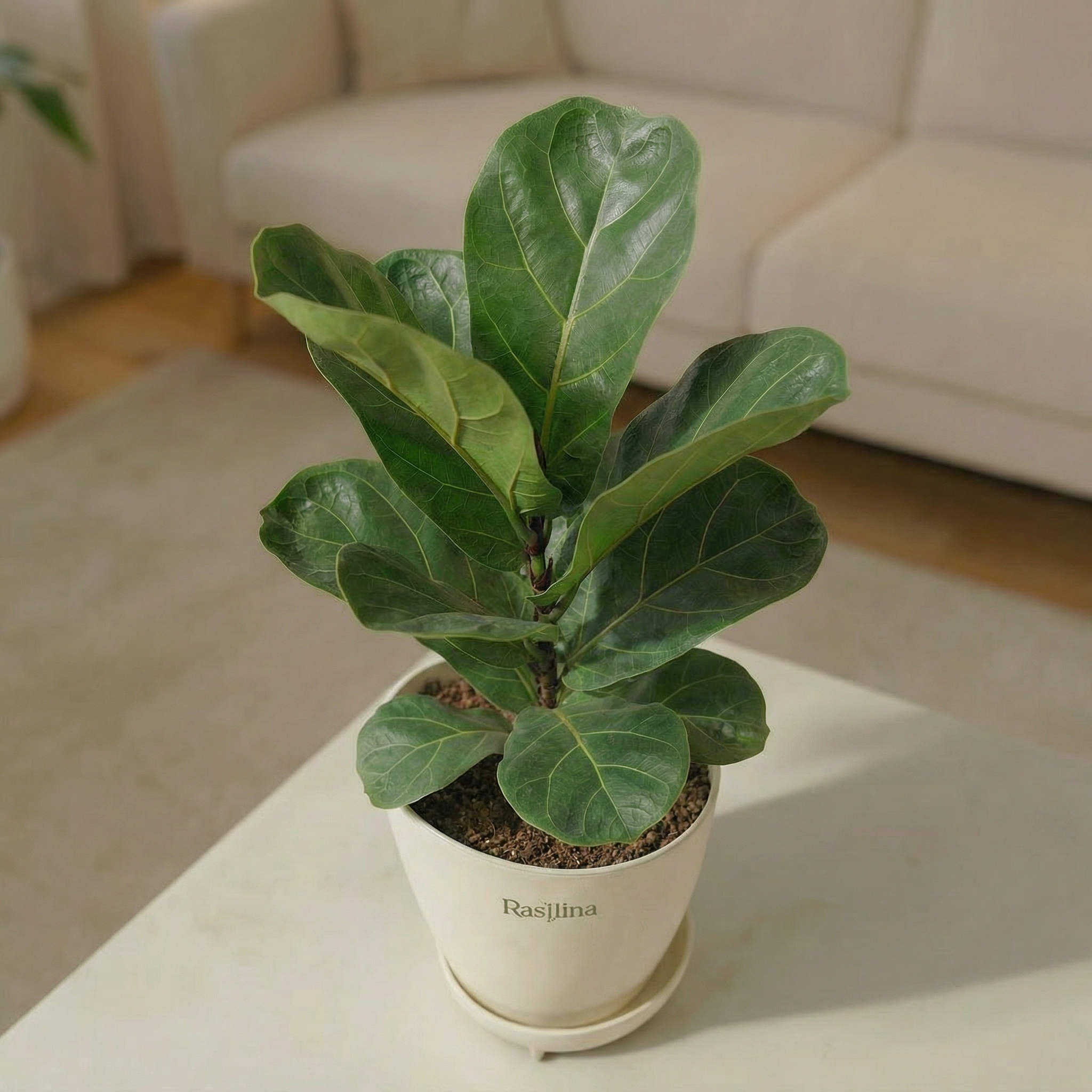 Ficus Lyrata